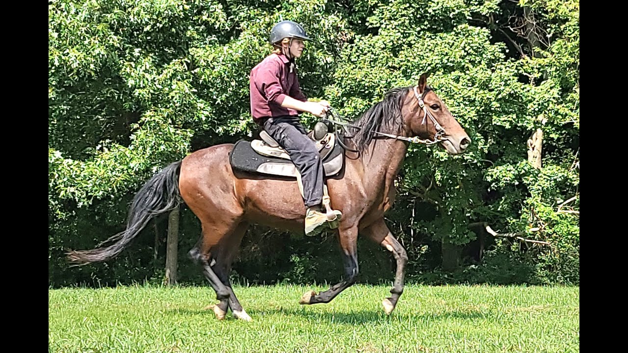 Tiny Tim 10yr 13.2h Bay Paso Fino Gelding - Trail Pleasure