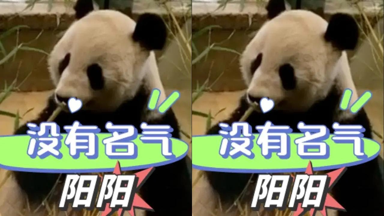 没有流量的大熊猫就活该被遗忘吗？二十三岁高龄的阳阳至今还滞留在海外 #阳阳 #园园 #熊猫 #国宝 #没流量的大熊猫
