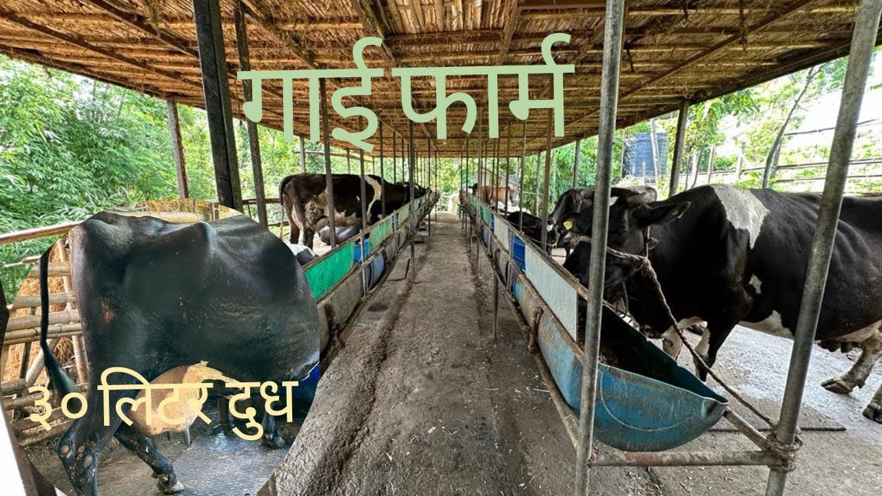 COW FARM || HOSPITALITY || SOTANG ORGANIC FARM || @ManojRai002