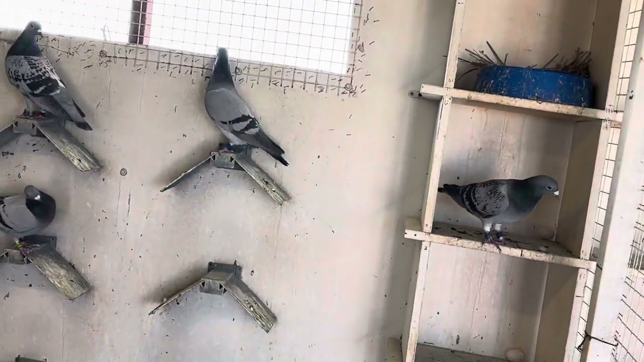 سهيل المبارك وابو علي في بيت ابو حيدر جزيره سباق زاخو ٢٠٢٥
