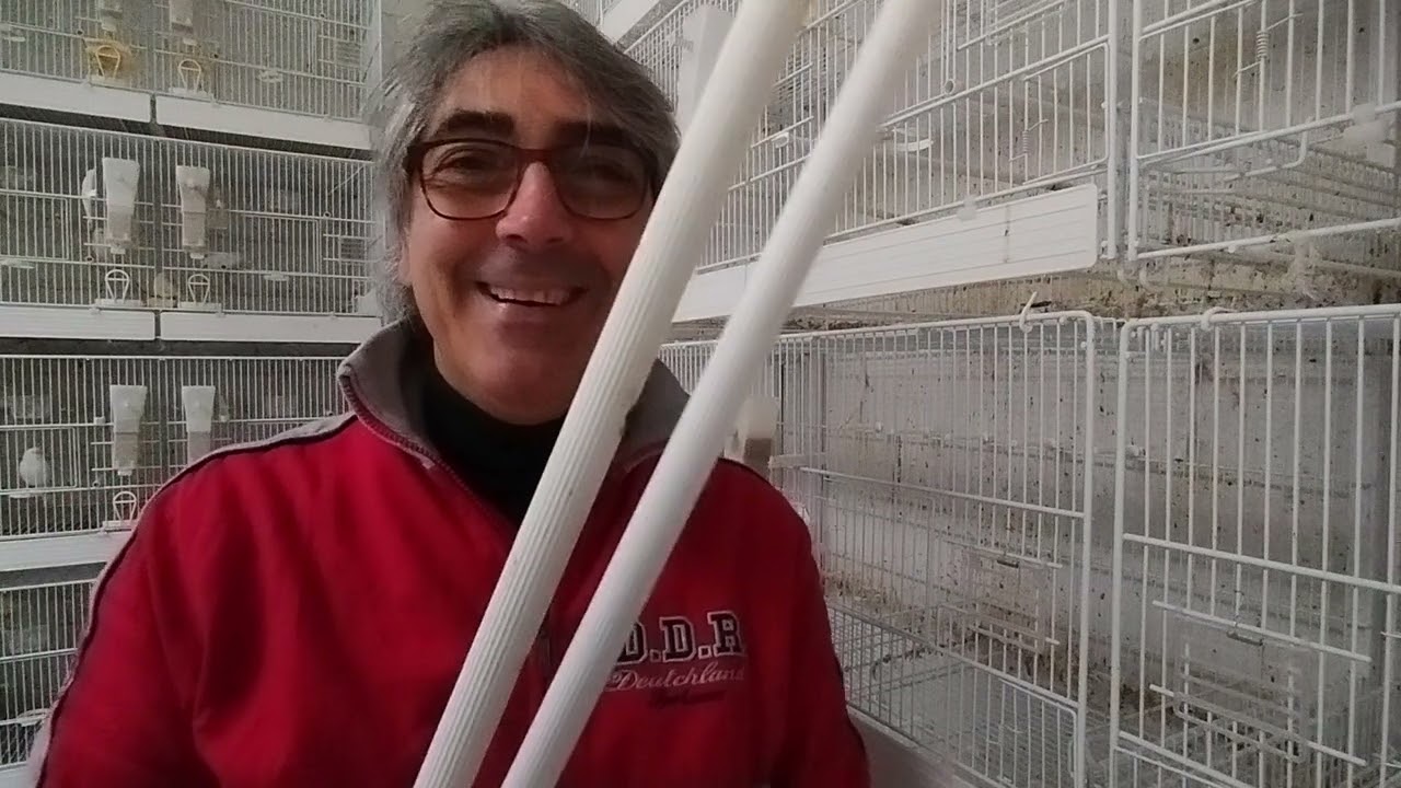 Canarini e pulizia!!!