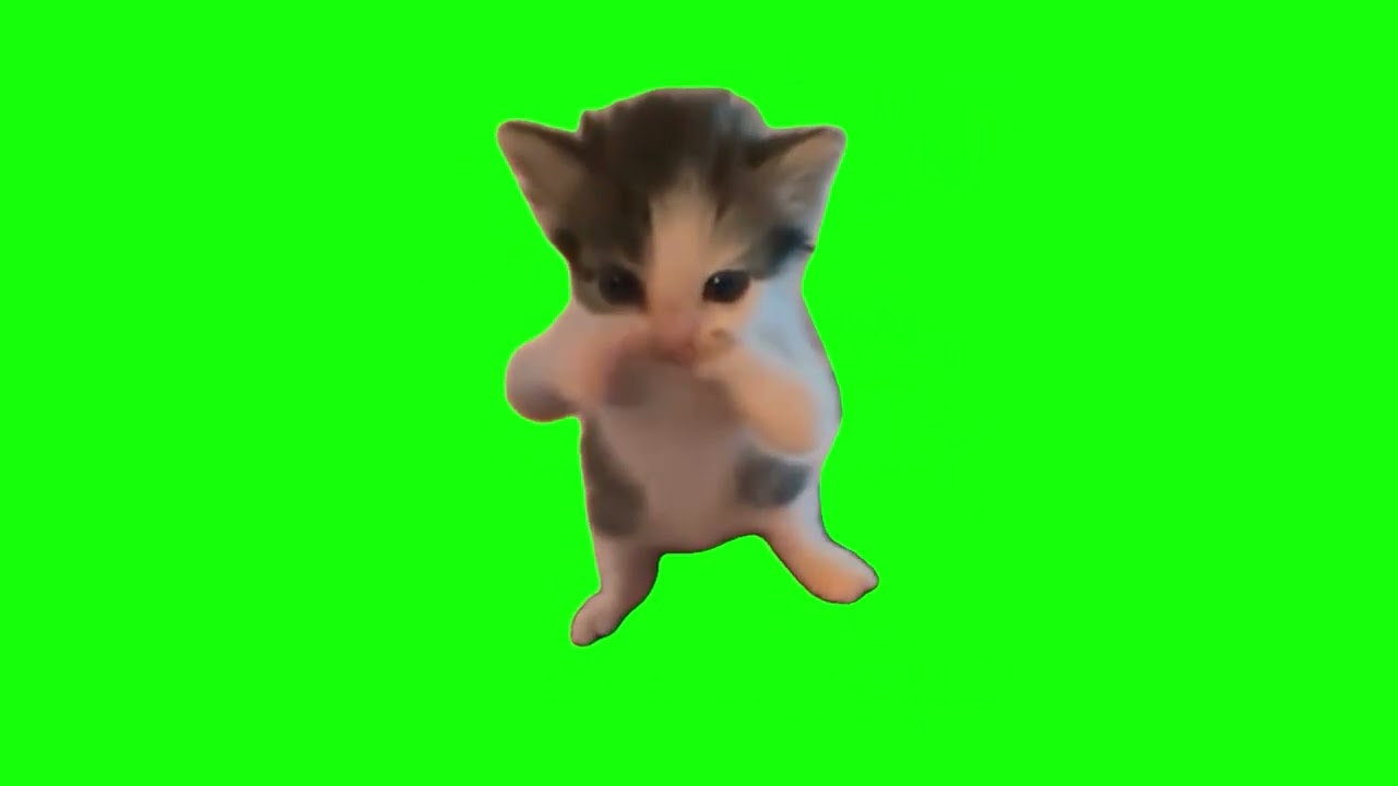 10 Hours of Scuba Cat