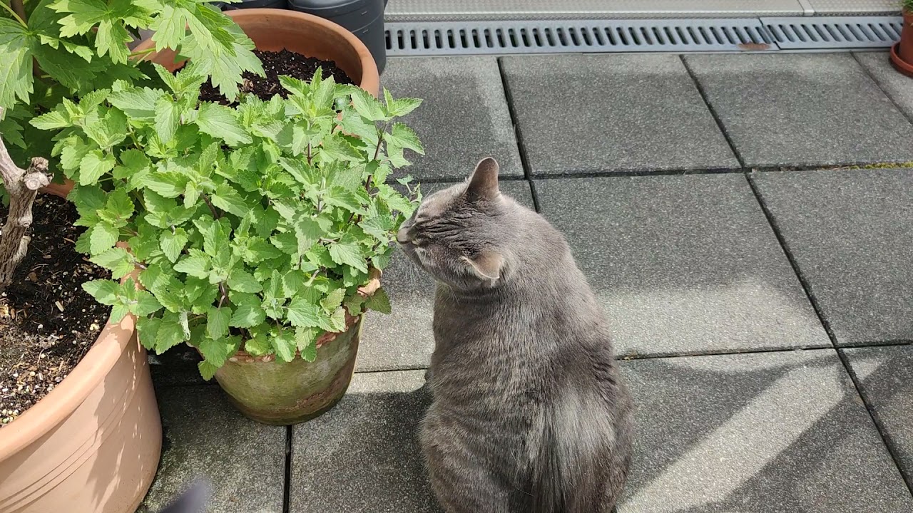 Catnip Plant