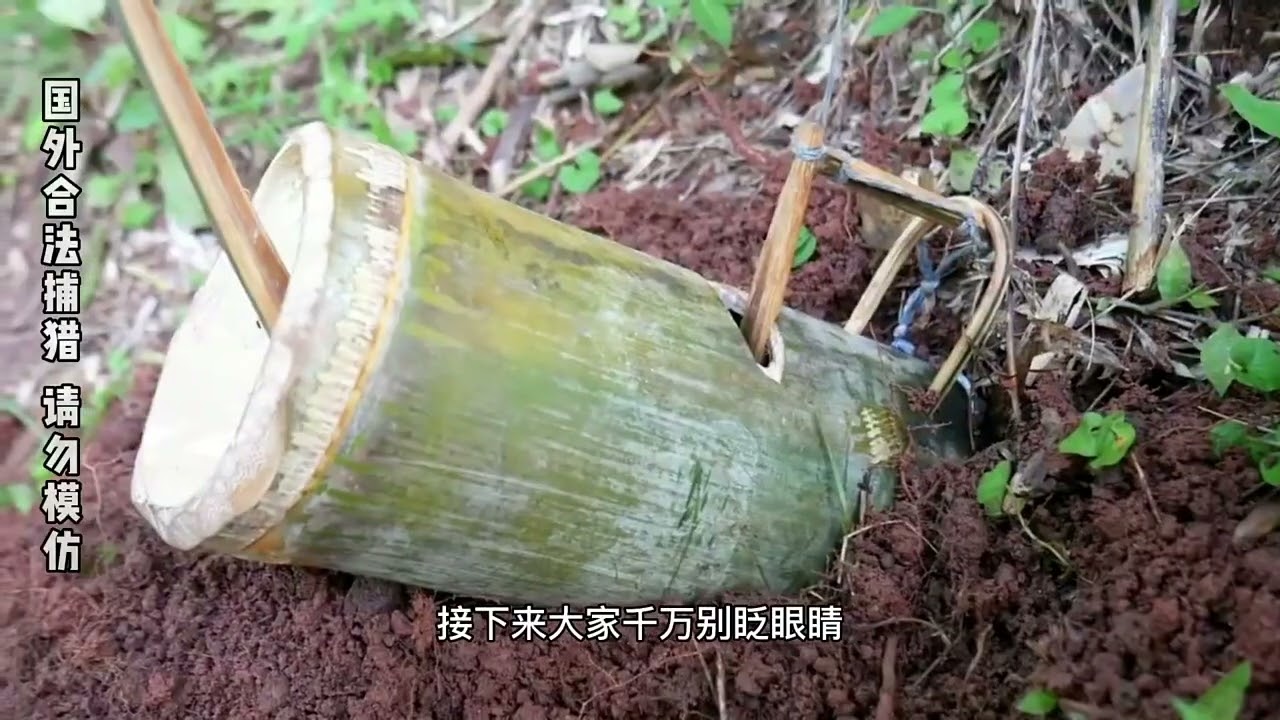 小伙野外自制陷阱捉捕竹鼠，全程高能#野外生存技能 #荒野生存 #纪录片解说