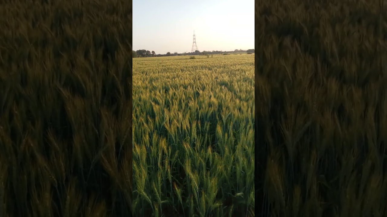 #wheat #SreeRam SR 14 Gehu #wheat #farming