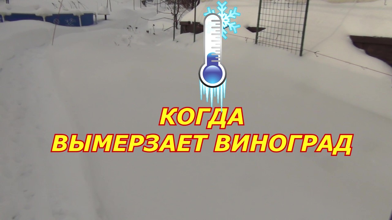 Когда вымерзает виноград