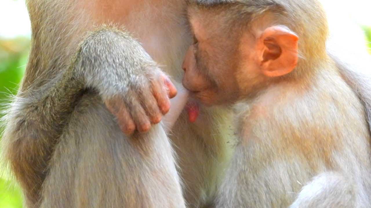 Monkey Loyce Continues Her Loving Care by Nursing and Grooming Her Baby as Leo and Rainbow Arrive