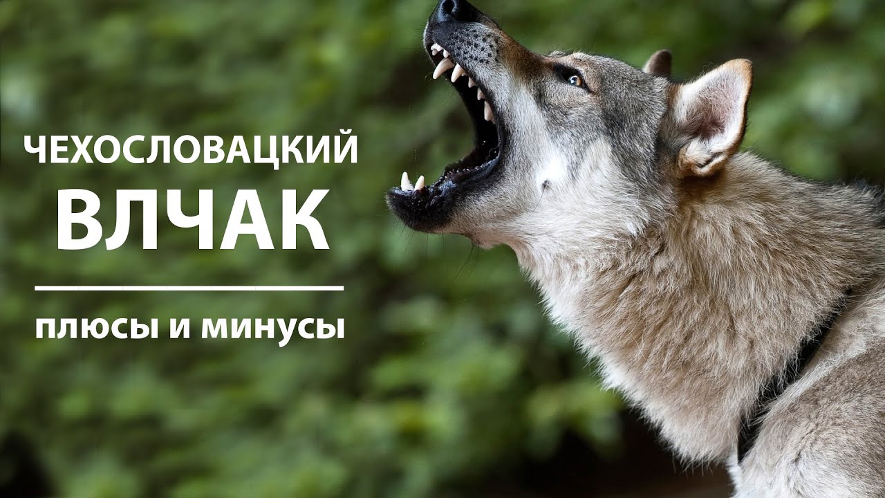 ЧЕХОСЛОВАЦКИЙ ВЛЧАК. Плюсы и минусы породы вольфхунд | Czechoslovakian Wolfdog
