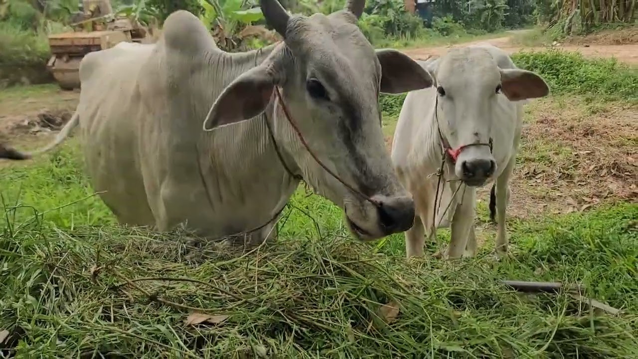 In the new year, let it eat grass at home.