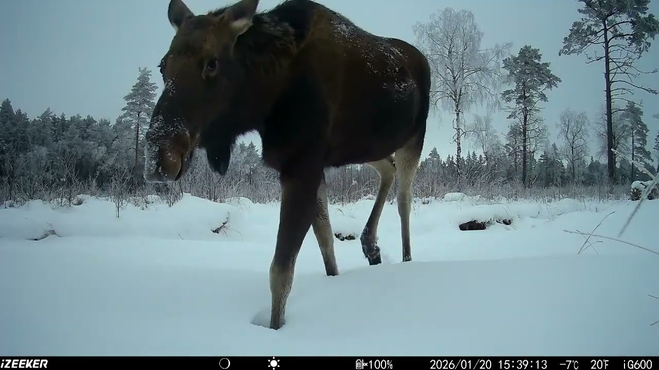 Wildlife Trail Camera Videos/Rajakaamera/ Wildcamera vol 51
