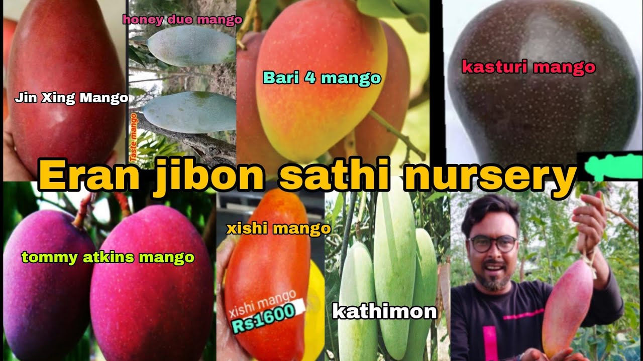 Jin Xing Mango plant | Thai Ball mango | Coconut Mango | Miyazaki mango | Xishi mango | Tommy Atkin