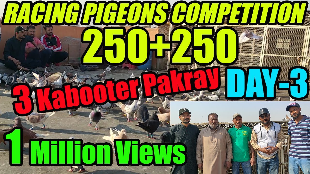 Pigeons Larrayya 250+250 Pigeon Loft | Awais Cosmetic VS Waqar Shahzaib  | 3 Kabootar Pakray DAY-3