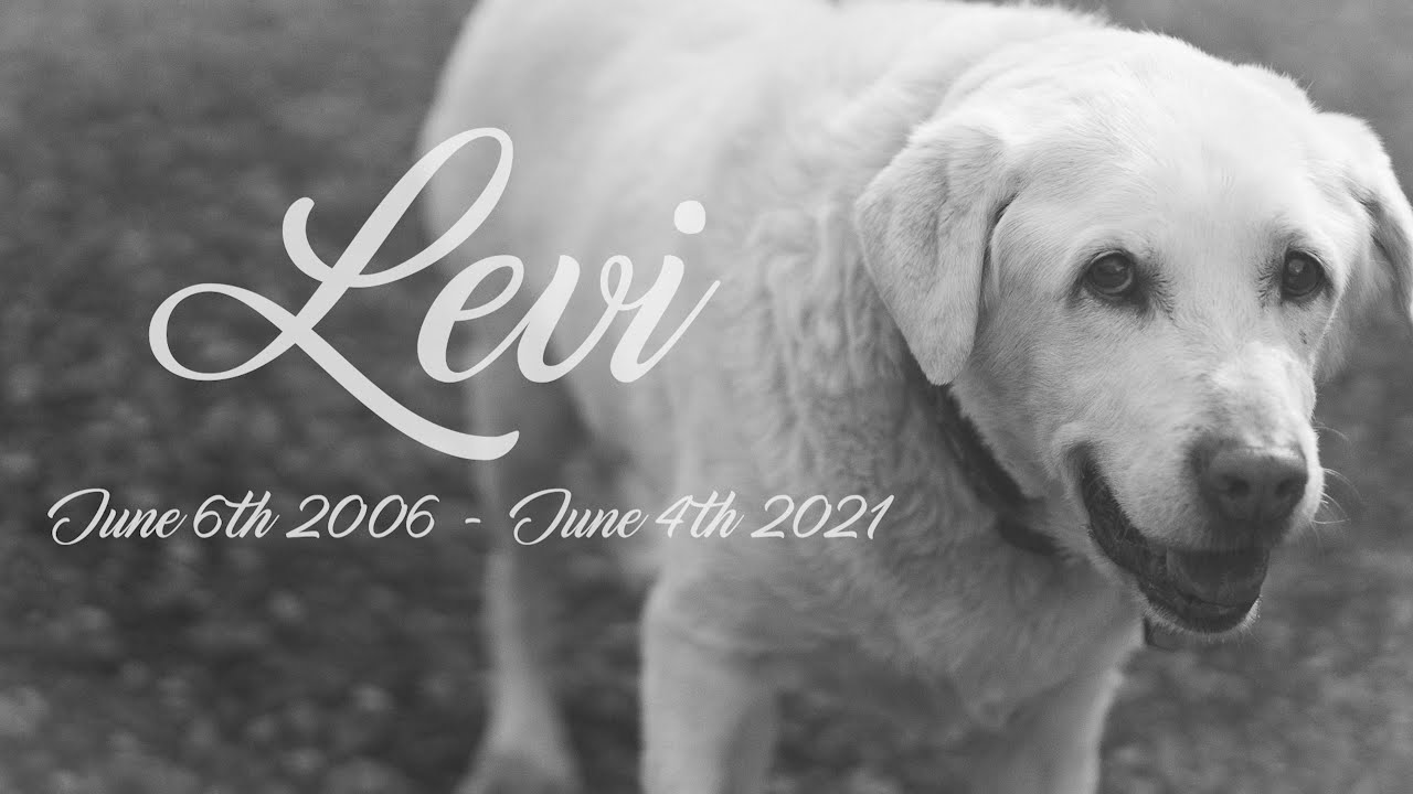 Levi the dog memorial