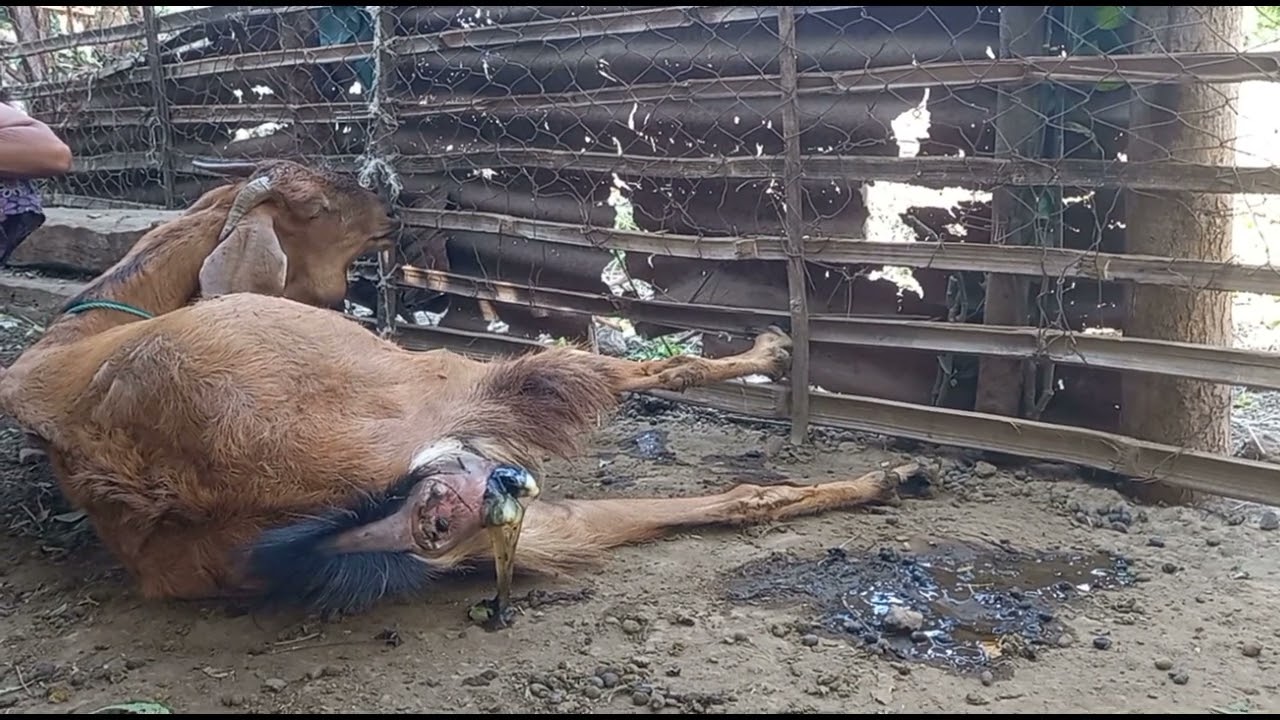 MEMBANTU KAMBING MELAHIRKAN EMPAT ANAK DENGAN SELAMAT