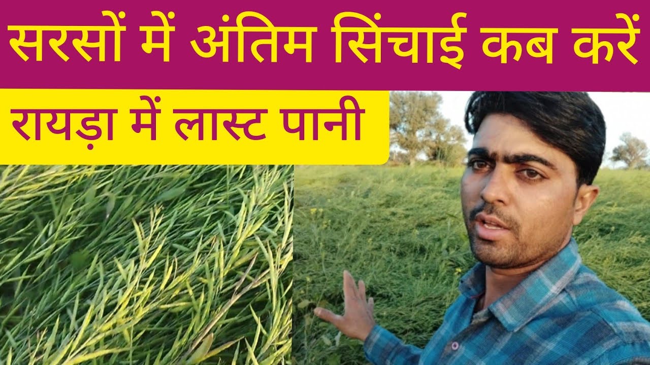 सरसों की फसल में अंतिम सिंचाई कब करें ||Last irrigation in mustard crop