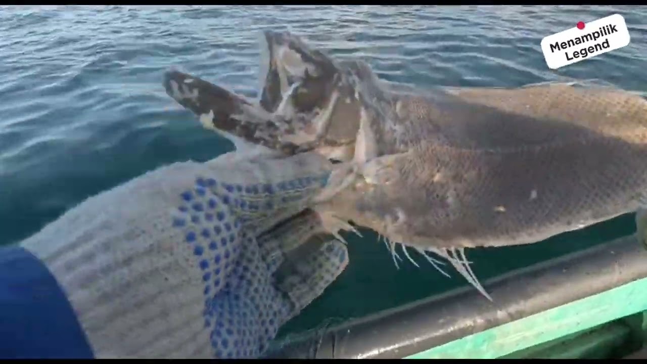 Tarik Pukat Lobster | Banyak Bangkai Ikan Naik 😱