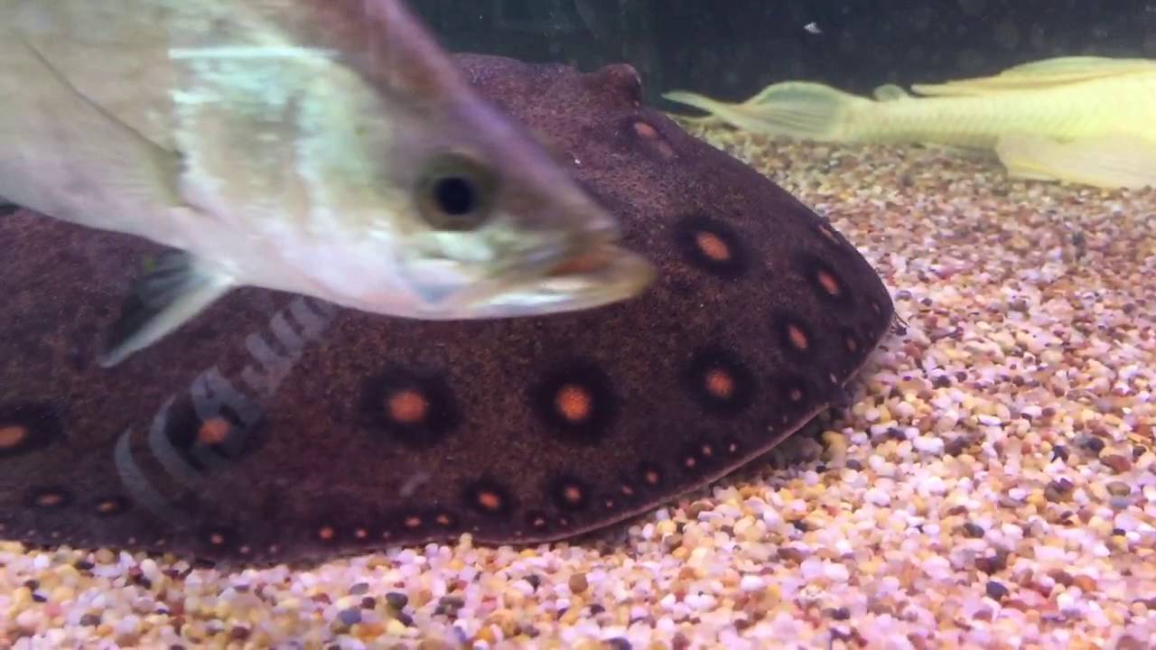 String ray trying to eat a huge silver dollar