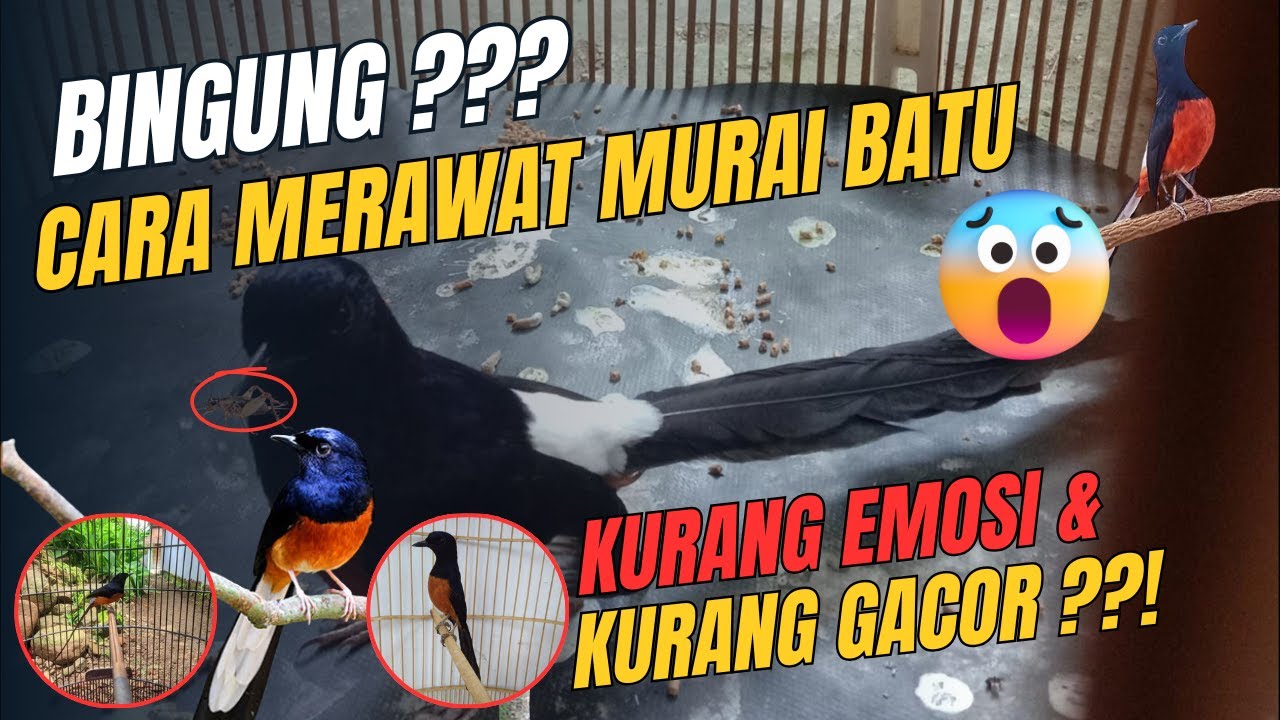BINGUNG ?? CARA MERAWAT MURAI BATU KURANG EMOSI DAN KURANG GACOR!