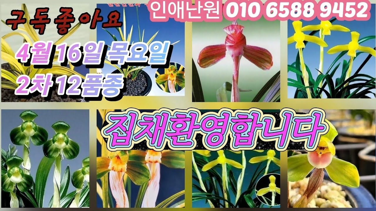 4월16일 목/2차 일월화 황금소 관음 칠보산 설백복륜 산반호 천상 입변중투 입변복륜 서호반 황후 온누리 12품종 판매합니다