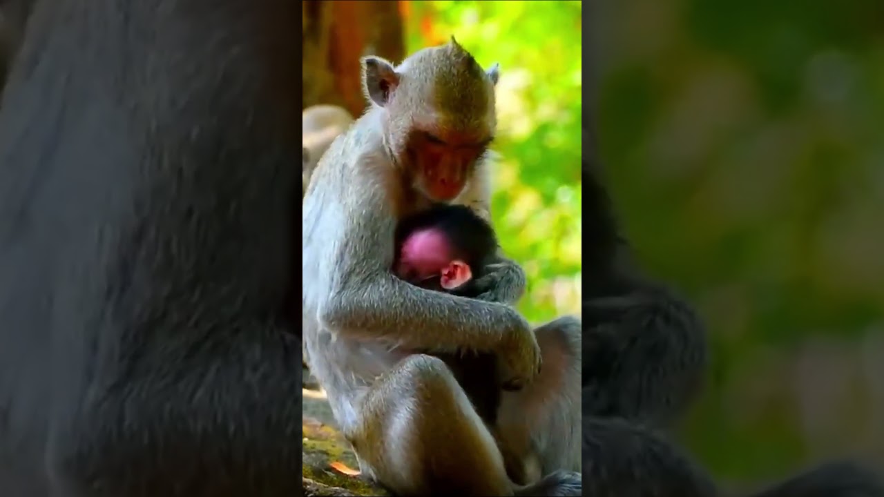 Life of Monkeys: The baby monkey got a beating for clinging to its mother and whining.