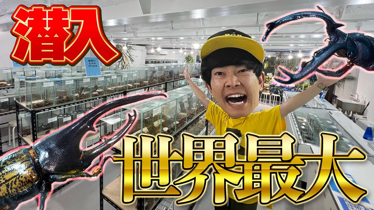 埼玉に爆誕した世界最大のクワカブ展示施設に潜入したら大量の生体数に驚愕…
