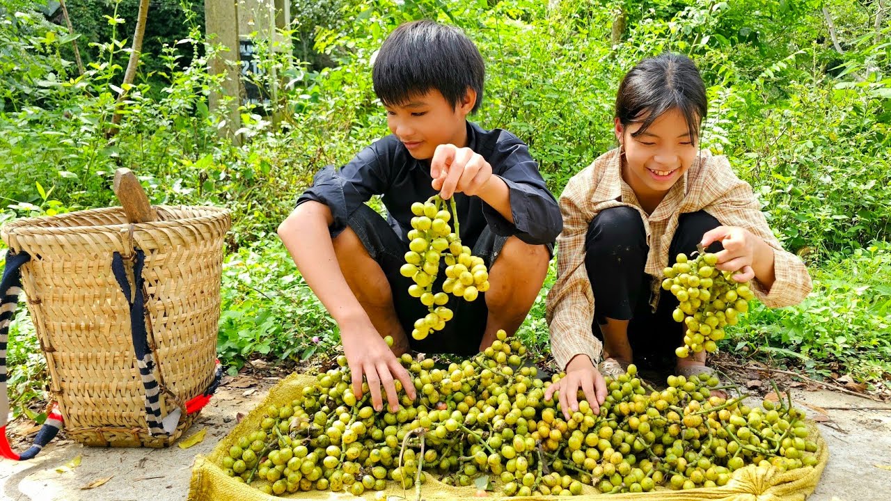 The homeless boy and the poor girl picked wild grapes to sell and bathe -  Homeless Boy