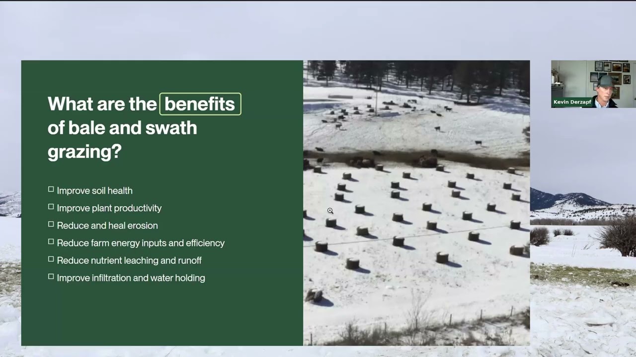 Winter grazing strategies for beef cattle: Bale grazing, stockpile, and virtual fencing