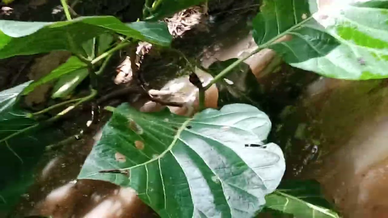 Keseruan berburu ikan 🐟🐟