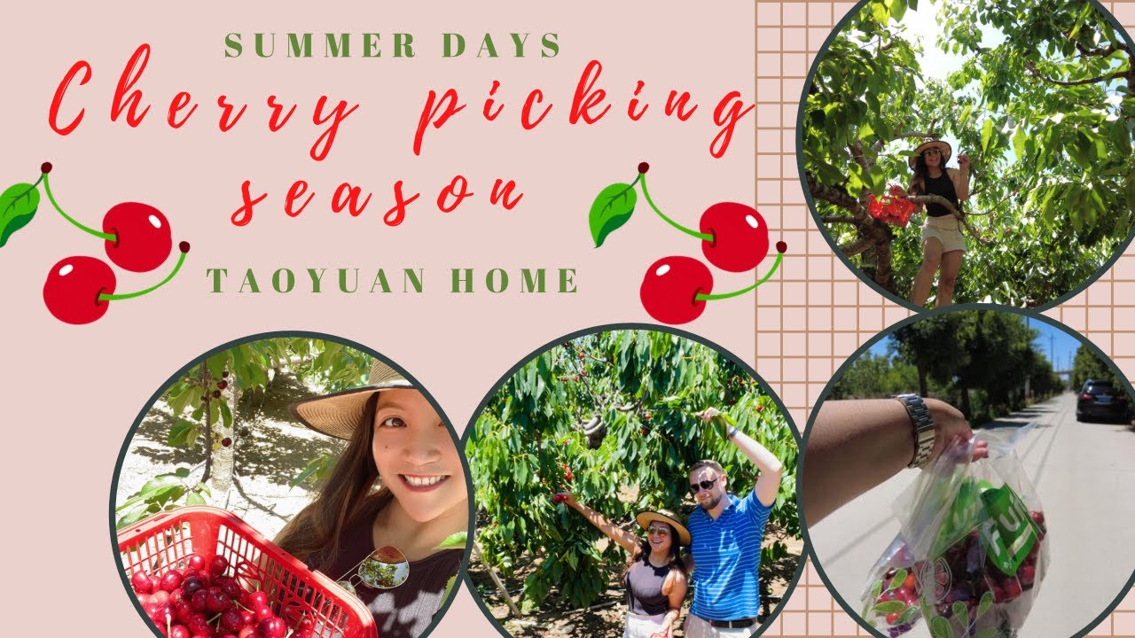 Time to harvest | Cherry picking @ Taoyuan Home