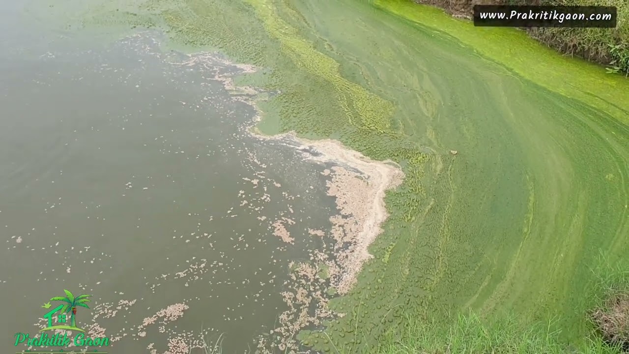 तालाब में हरी काई को कैसे दूर करे || How to remove green algae in pond || प्राकृतिक तरीका || Fishing