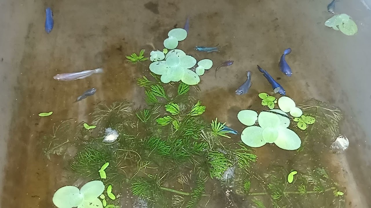 CHANGING COLORS OF 7 WEEKS OLD - BLUE RIM BETTA