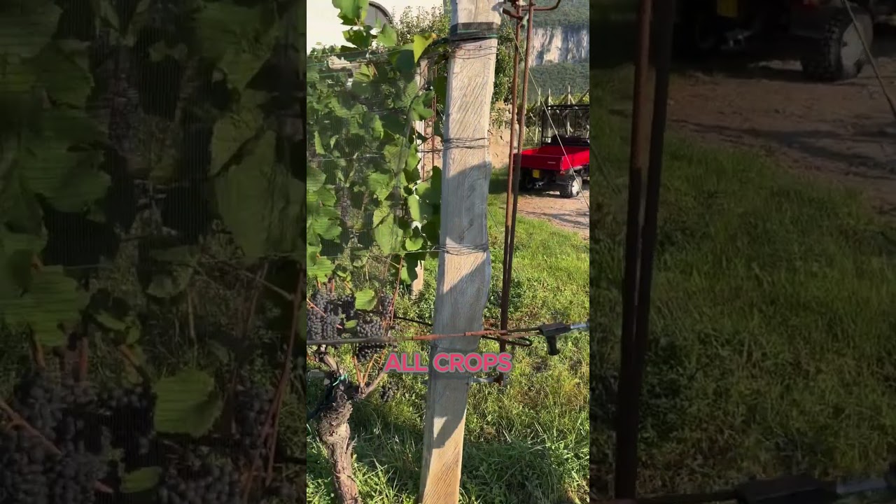 Vineyard Protection EXPERT Reveals the SHOCKING Truth
