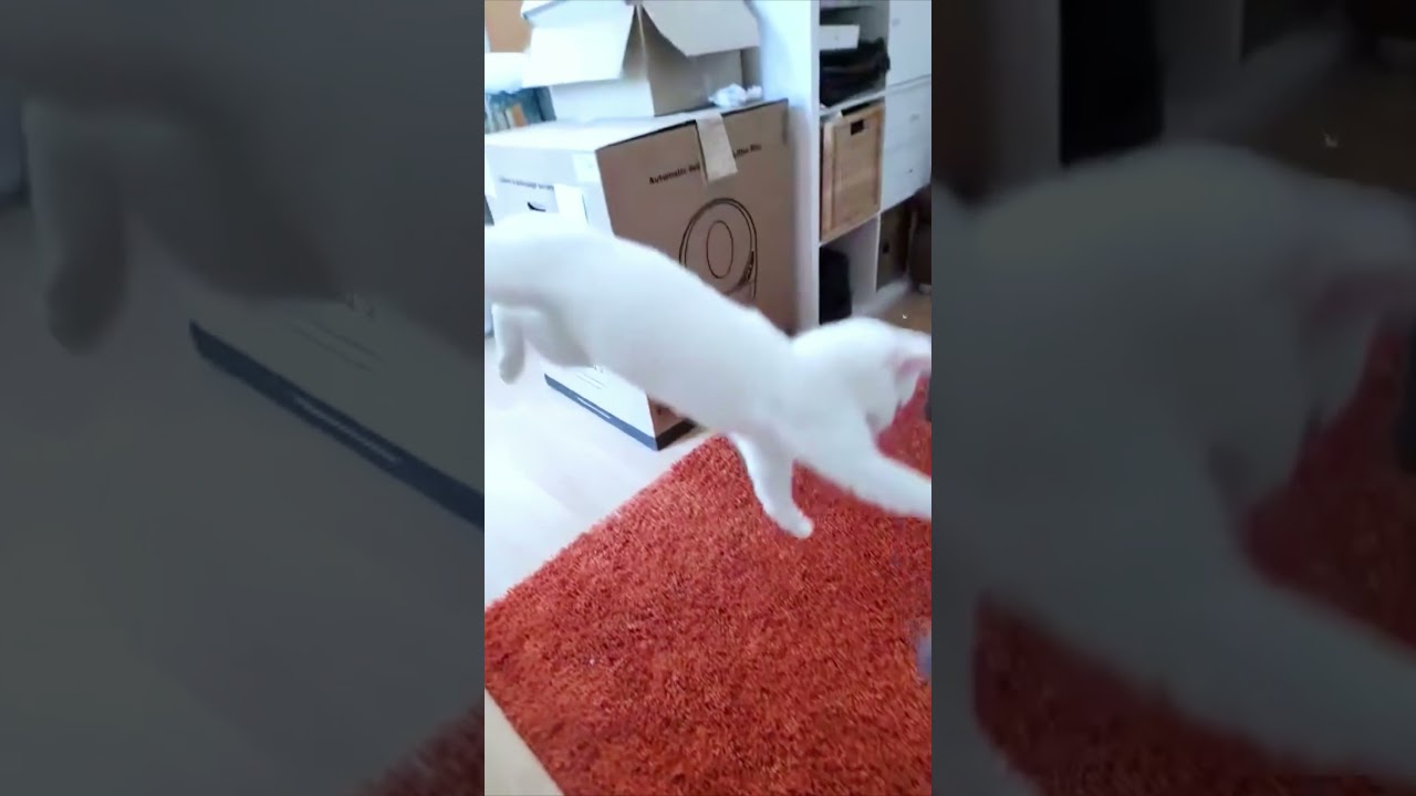 🐱My Big Cat Family & Friends🐱FLYING KITTENS #kittens #kittycat