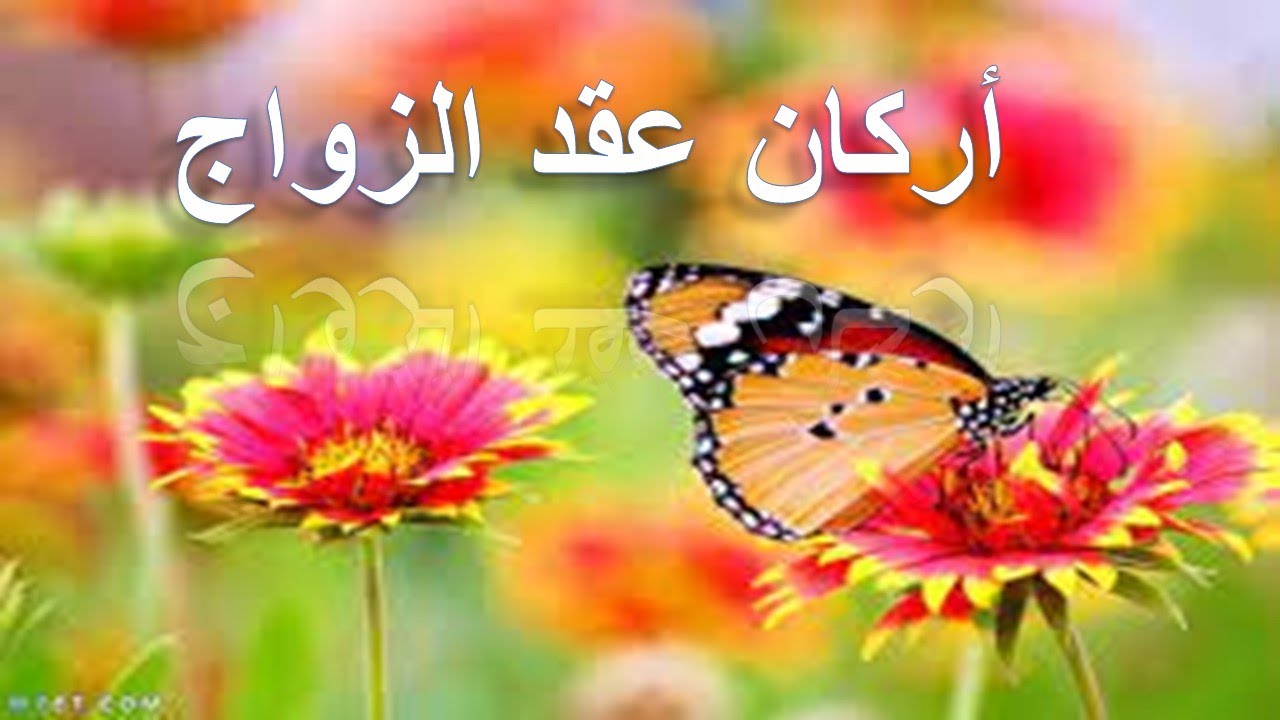الفقه المالكي 55 أركان عقد الزواج:  الولي، الصداق، المحل والصيغة 2019/02/16