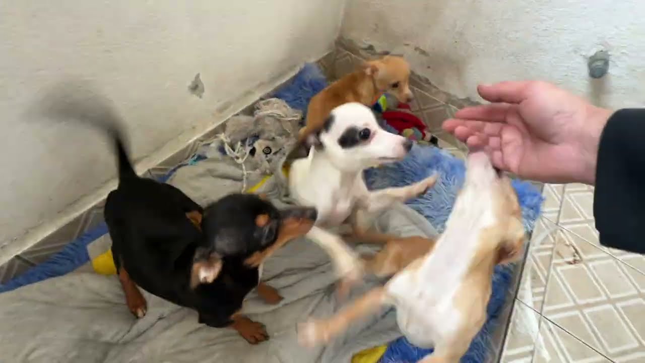 No por presión social lo haré. Puede ser peligroso para los chihuahuas! 