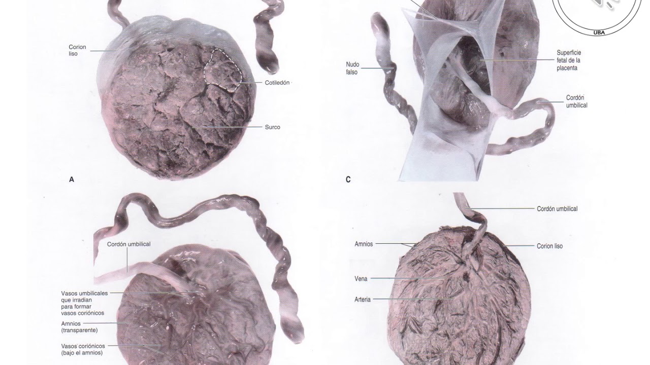 TP 3 Placenta