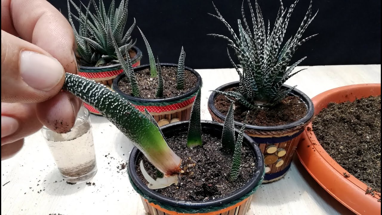 How to grow Zebra plant from Leaf / Haworthia