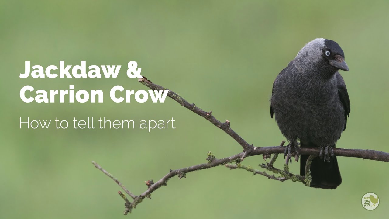 BTO Garden BirdWatch - Telling apart Jackdaw and Carrion Crow