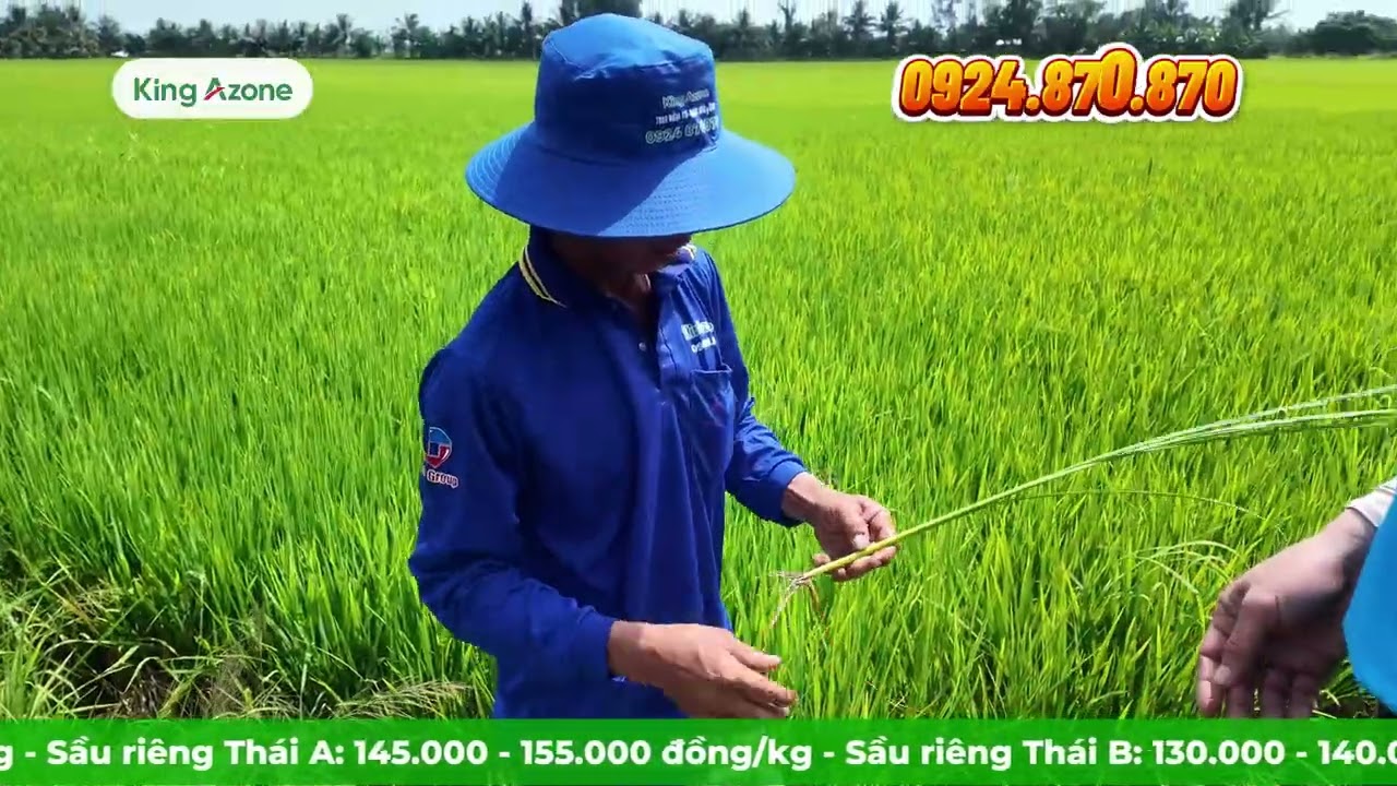 BẢN TIN NÔNG NGHIỆP KAZ THÁNG 3 TUẦN 1 - KINGAZONE CÙNG NHÀ NÔNG CHO VỤ MÙA BỘI THU
