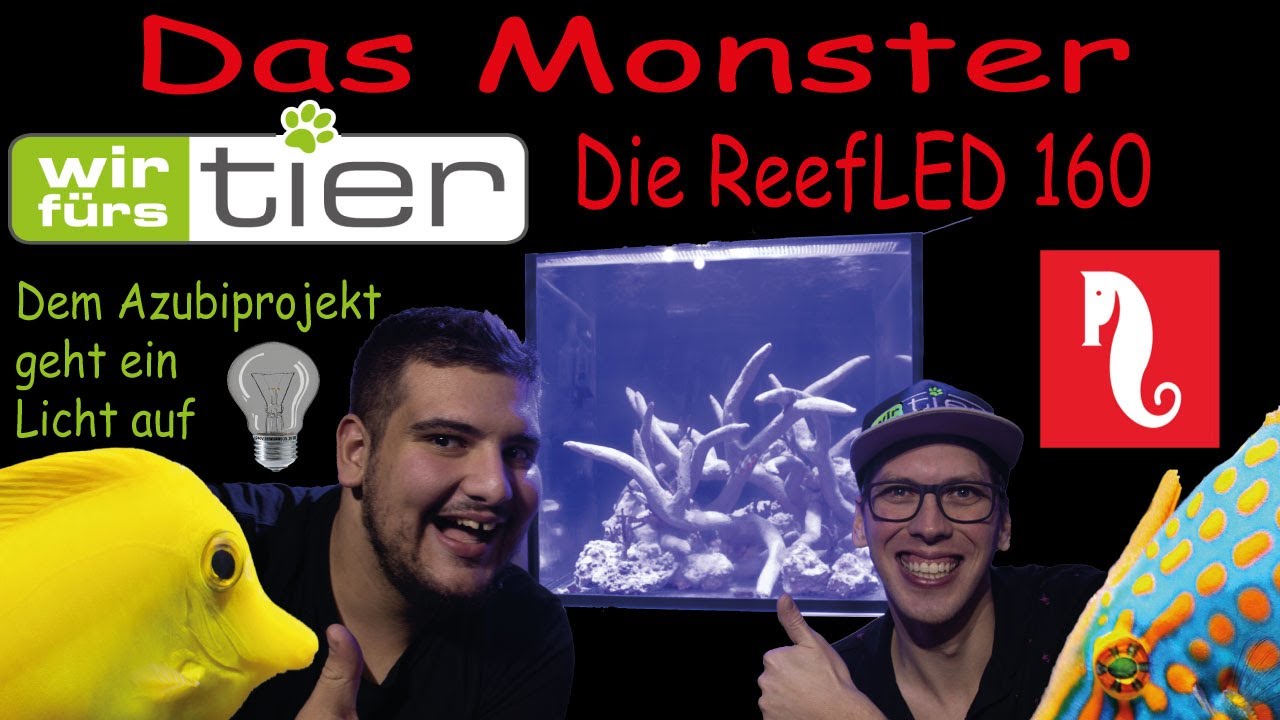 Red Sea / Reefer 200 / Reef LED 160  / Azubiprojekt / WFT