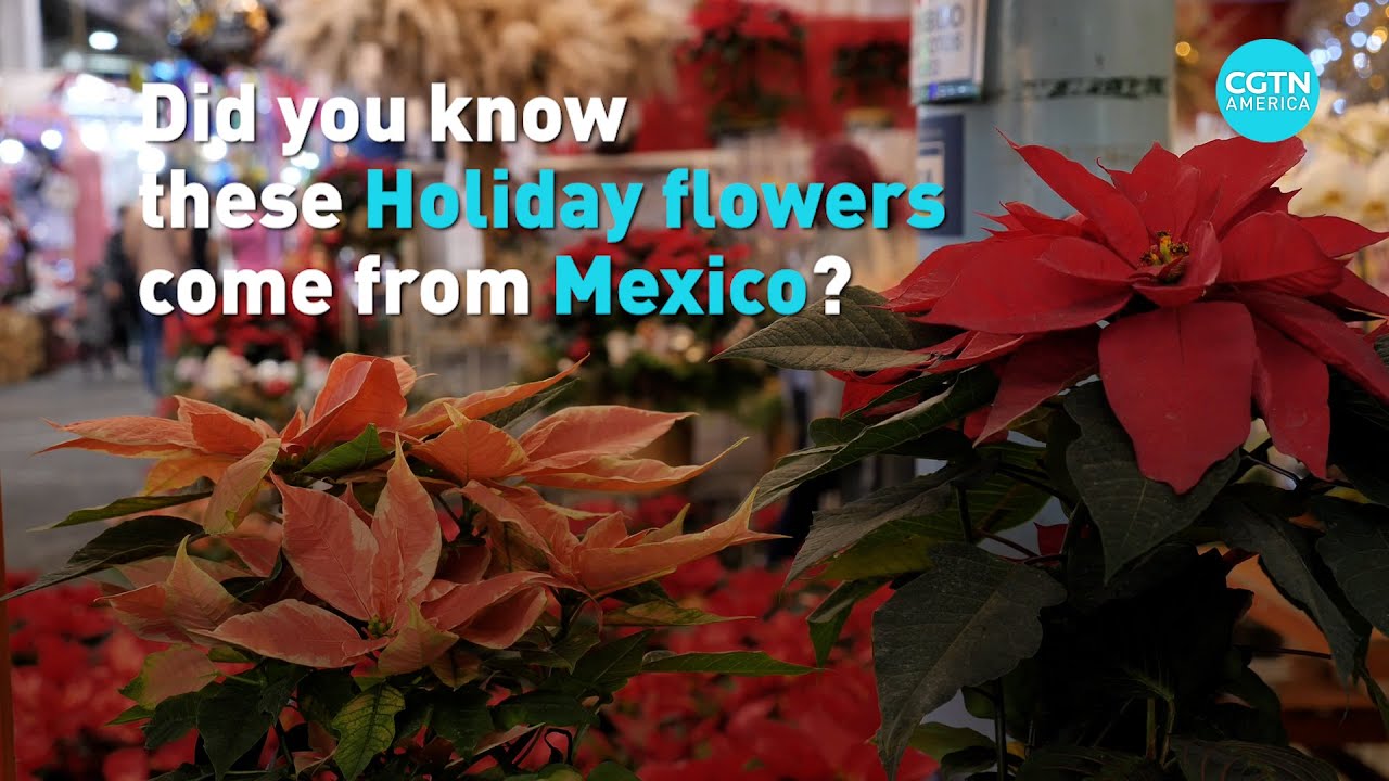 Mexico’s Poinsettia flower tradition