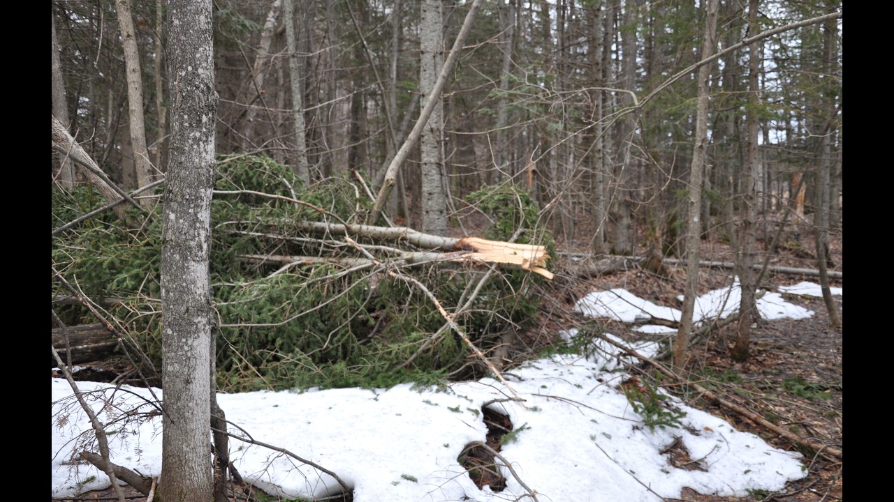 4/19/26  More (many) broken trees behind house, loud bang at house.  SEE DESCRIPTION.  Bigfoot.
