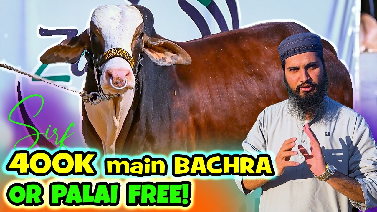 Open Prices Reveal Kar Diye! 🔥 Bakra Eid 2026 Ke VIP Janwar In Sasti Keemat?