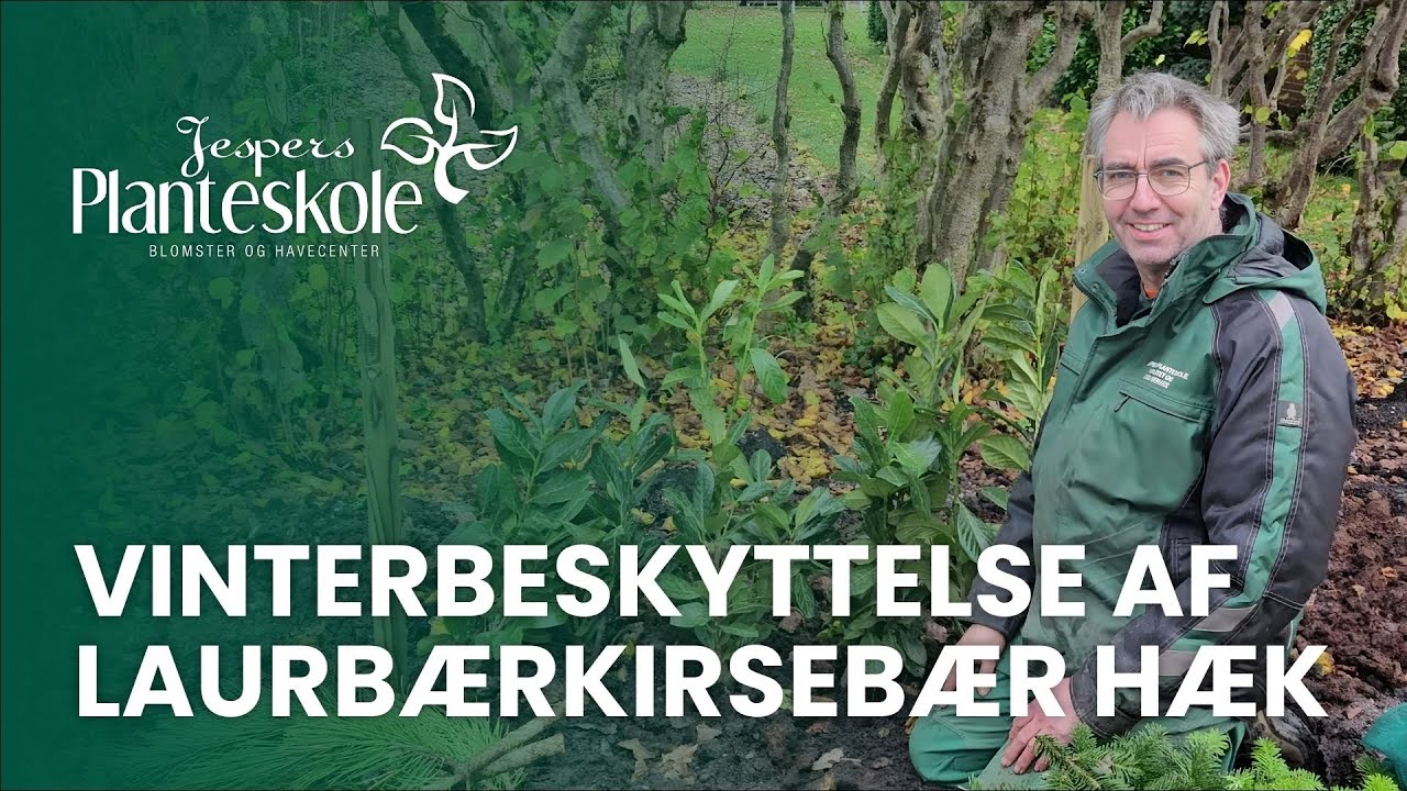 Vinterbeskyttelse af laurb&aelig;rkirseb&aelig;r h&aelig;k