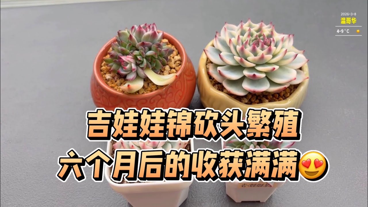 【多肉植物】吉娃娃锦砍头六个月的收获😍😍😍