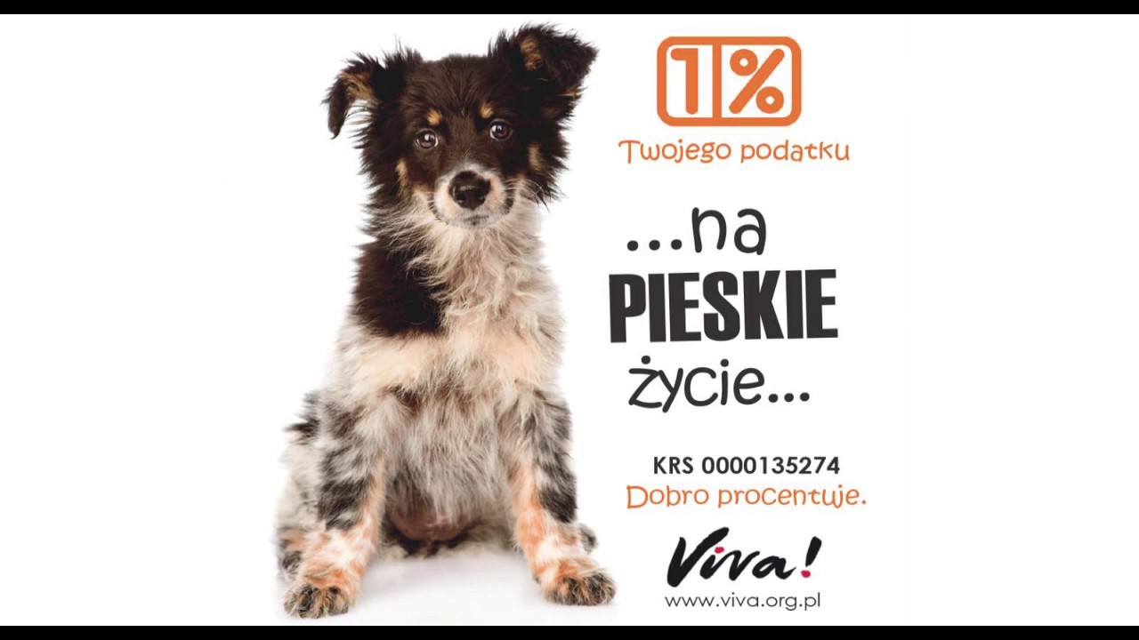 Jak bezpłatnie wypełnić PIT-28 w kilka minut!