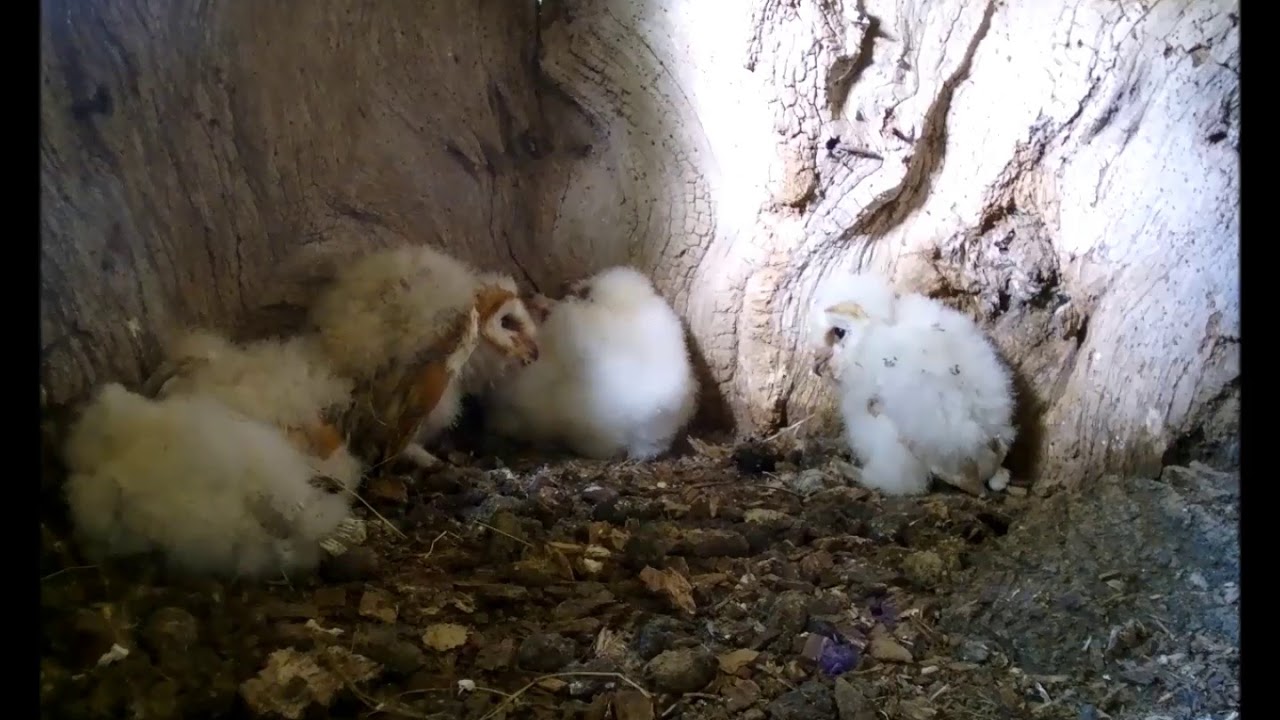 Re-Homing 4 Rescued Baby Barn Owls to a Wild Nest | Rescued & Returned to the Wild | Robert E Fuller