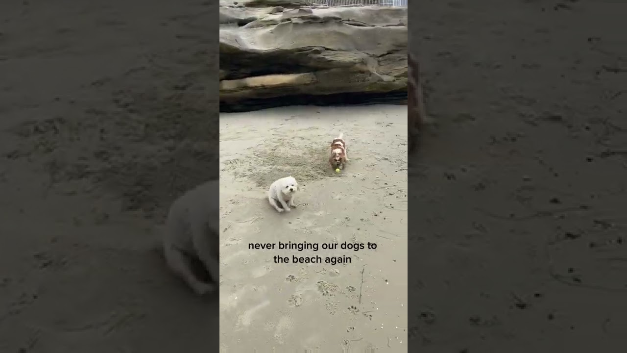 Dog Digging Hole And Dragging Butt At Beach