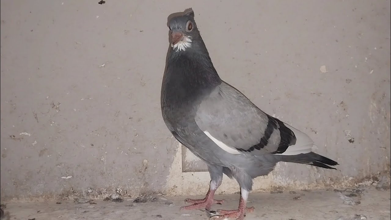Serbian Highflyer nestlings a quick walk through part 1 #pigeons #birds #highflyer #eggs #nest 