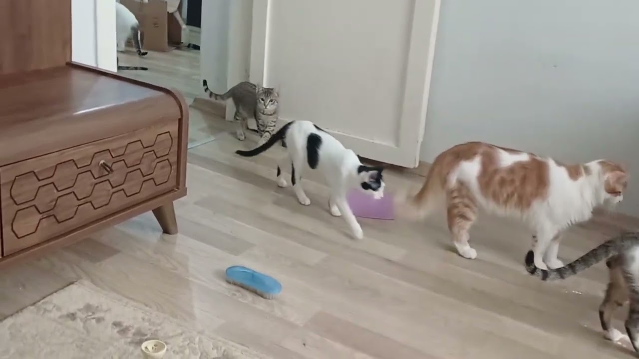 BUGÜN YAVRULARIMIN KURU MAMA YAŞ MAMA ÖDÜL MAMALARINI ALDIM 